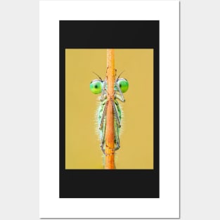 Blue-tailed Damselfly Close-up on a Rush Stalk Posters and Art